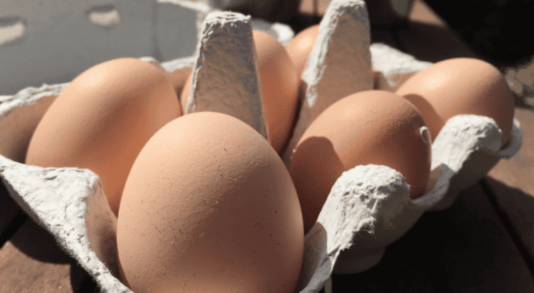 Eggs not hatching? 5 Common Causes and Solutions You Should Know