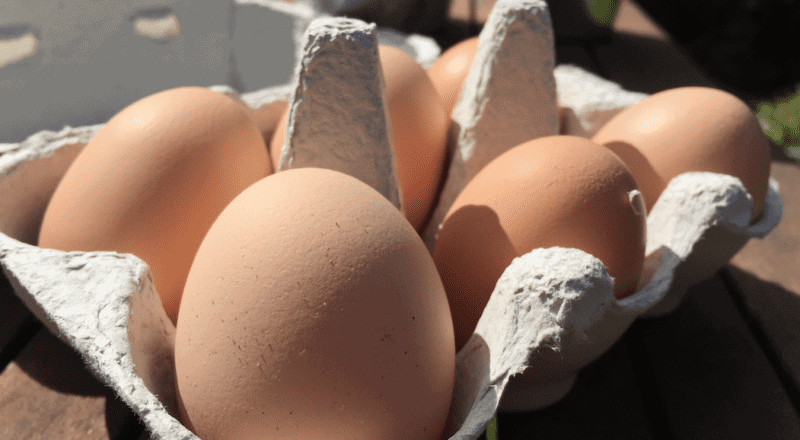 Troubleshooting Unhatched Chicken Eggs: Common Causes and Solutions