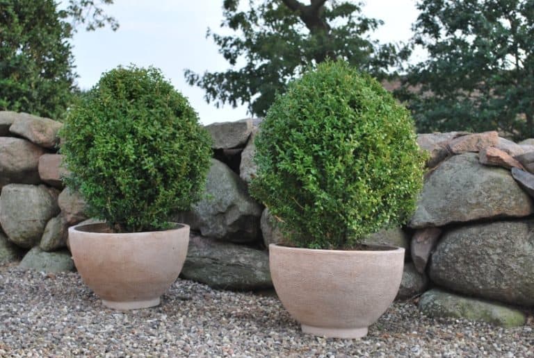 Do Boxwoods Have an Odour? (Do They Smell Bad?)