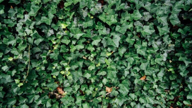 Garden Hedge Plants and Hedge Trees