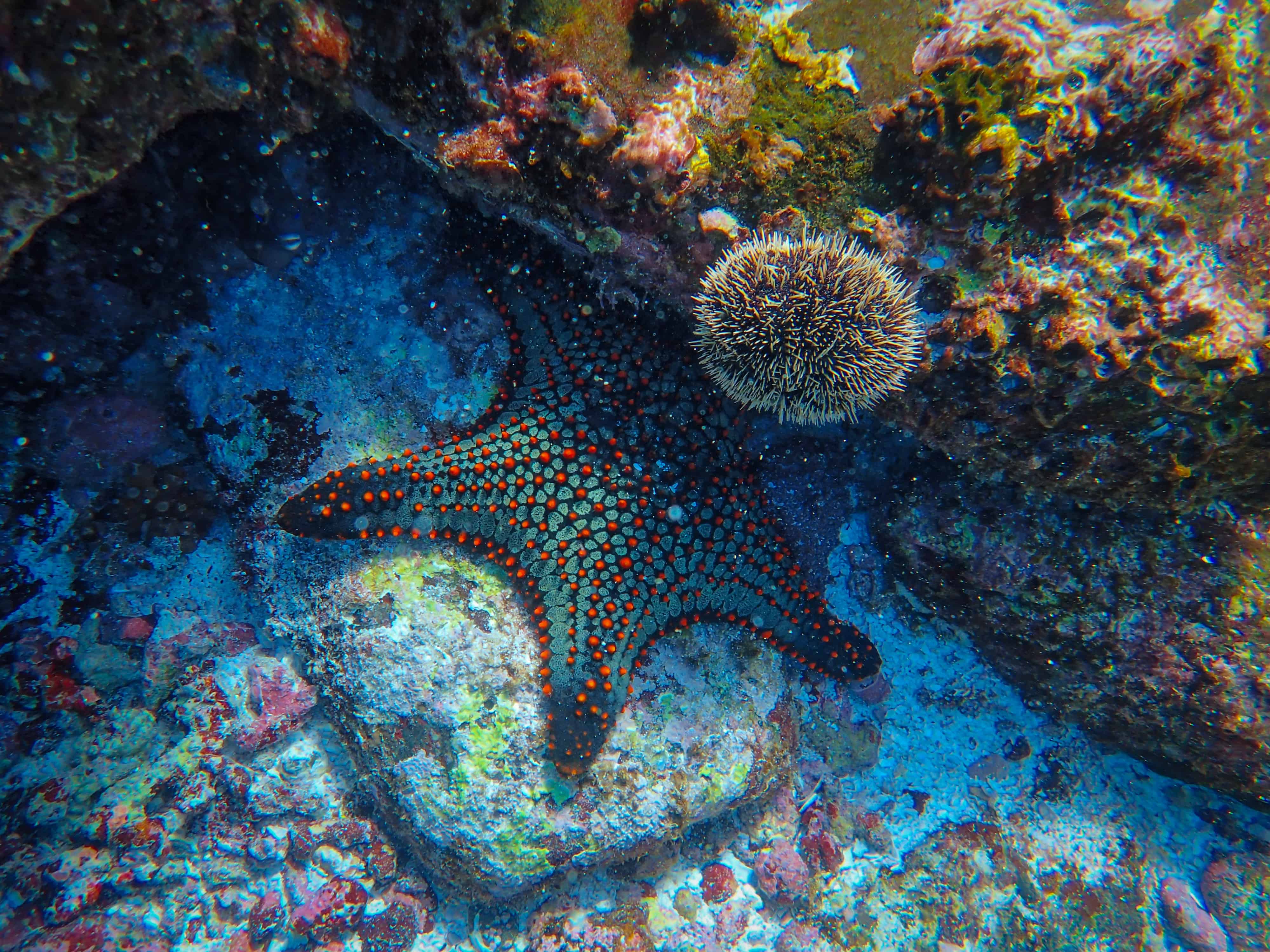 A starfish is a living thing. Photo by Francesco Ungaro via pexels.com